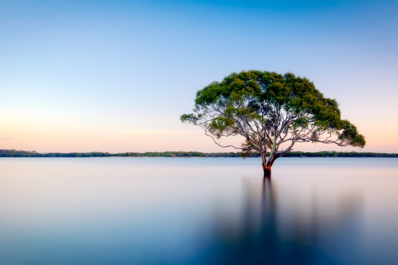 tree in middle of water - peaceful