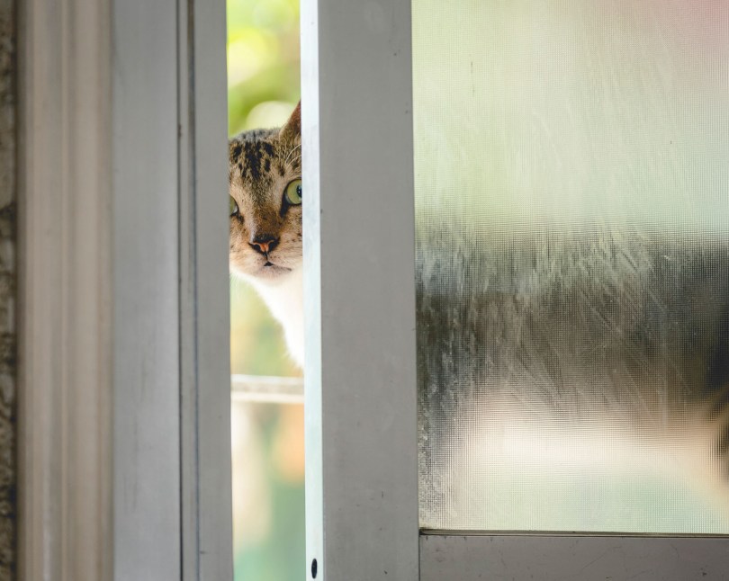 cat looking in through slightly open window