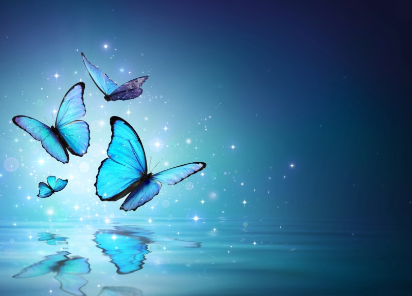 butterflies and sparkles